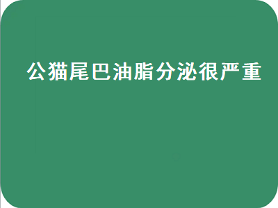 公猫尾巴油脂分泌很严重（公猫尾巴出油）