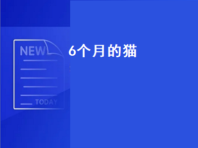 个月的猫（6个月的猫属于幼猫还是成猫）"