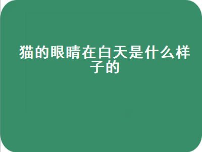 猫的眼睛在白天是什么样子的（猫的眼睛在白天是什么样子的图片）