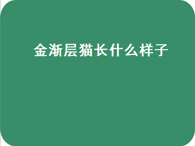 金渐层猫长什么样子（金渐层猫长啥样）