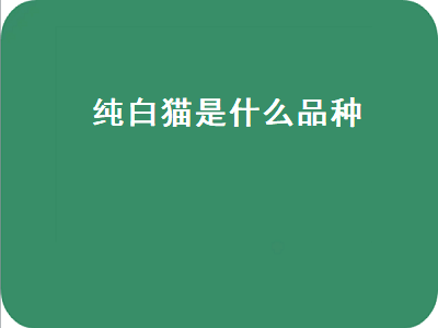 纯白猫是什么品种（长毛纯白猫是什么品种）