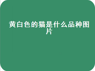 黄白色的猫是什么品种图片（黄白色的猫是什么品种图片大全）