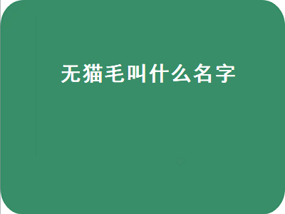 无猫毛叫什么名字（七龙珠无猫毛叫什么名字）