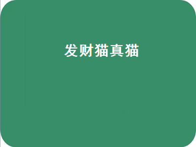 发财猫真猫（发财猫 真）