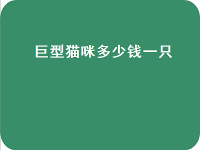 巨型猫咪多少钱一只（巨型猫咪多少钱一只幼崽）