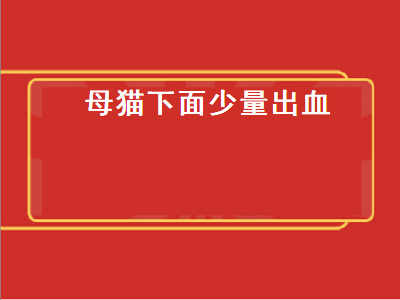 母猫下面少量出血（母猫下面少量出血是什么原因）