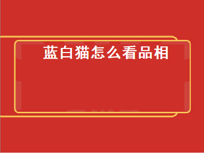 蓝白猫怎么看品相（英短蓝白猫怎么看品相）