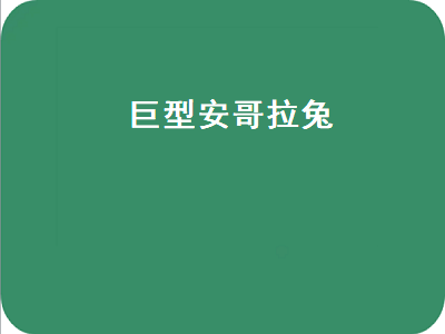 巨型安哥拉兔（巨型安哥拉兔多少钱一只）