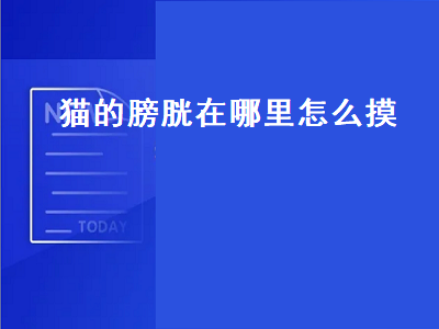 猫的膀胱在哪里怎么摸（摸不到猫咪的膀胱）