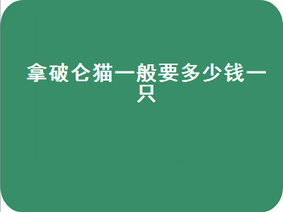 拿破仑猫一般要多少钱一只（拿破仑猫一般要多少钱一只呢）