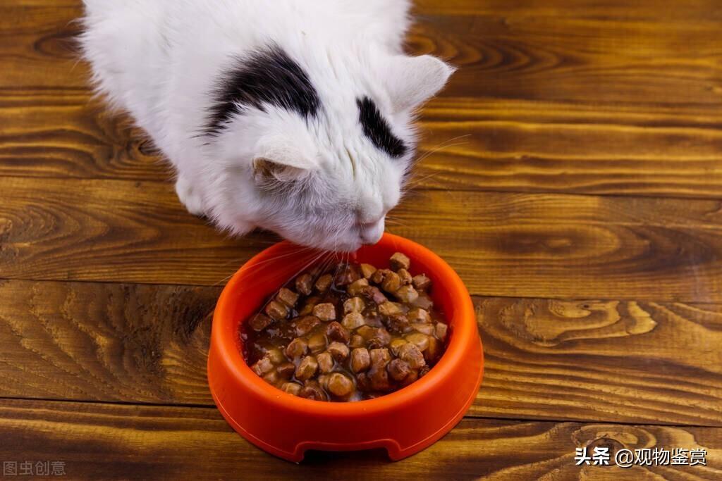 宠物猫冻干零食是怎么做出来的呢，怎样在家自制猫咪冻干