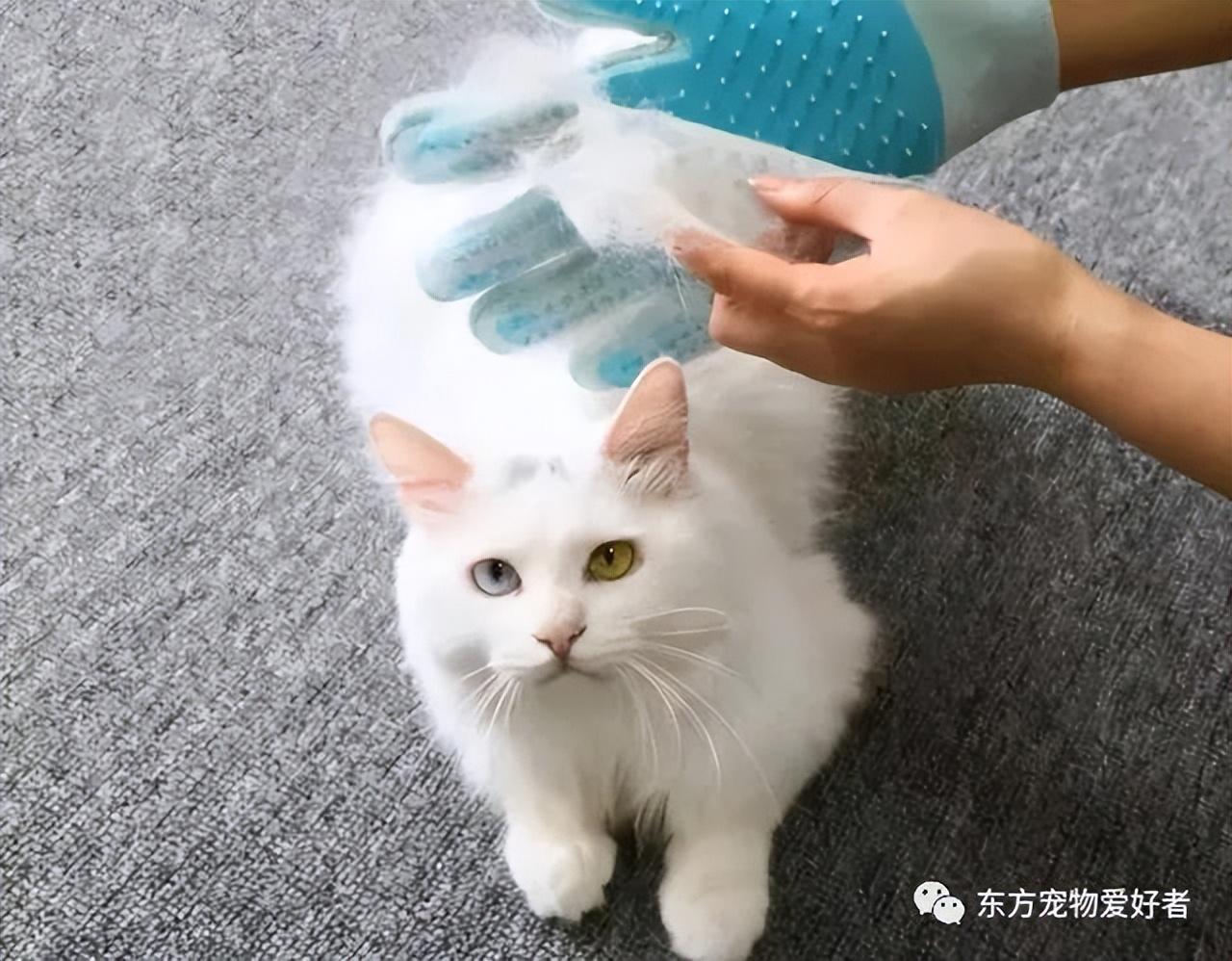 猫咪掉毛严重是什么原因，猫掉毛怎么处理，防止猫掉毛最有效的方法