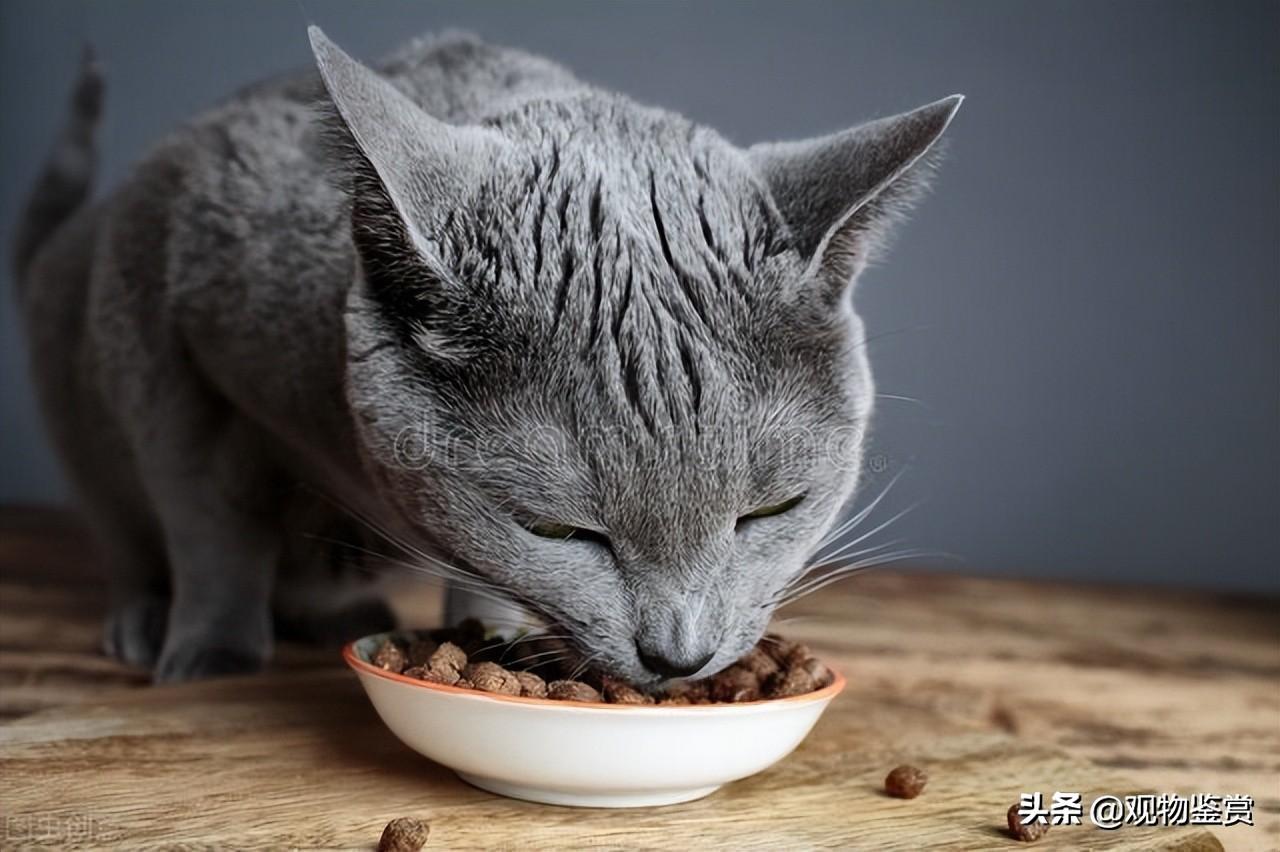 宠物猫冻干零食是怎么做出来的呢，怎样在家自制猫咪冻干