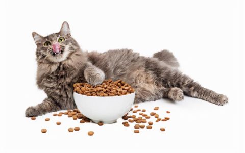 如何给猫咪选择一款优质的猫粮品牌，猫猫吐猫粮了怎么回事