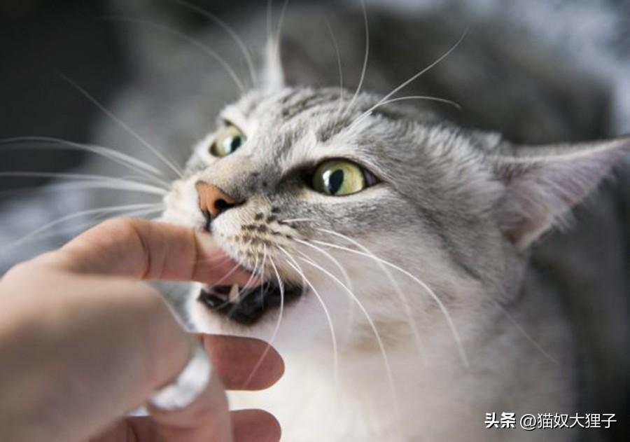 猫猫咬人怎么教育他，怎么改掉小猫咬人的毛病