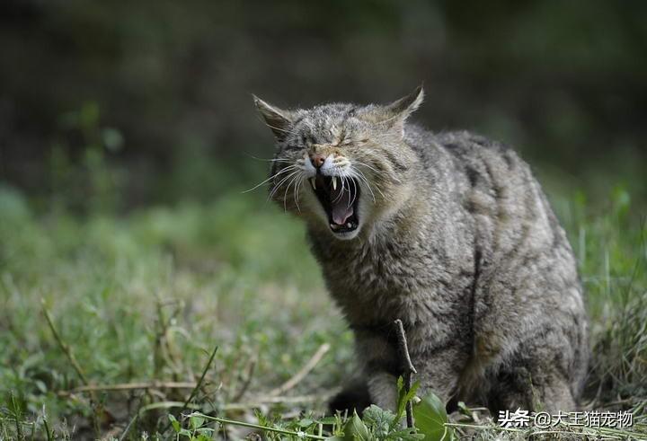 猫养不熟怎么办还咬我，猫养不熟的表现，从小养到大的猫为什么会咬主人