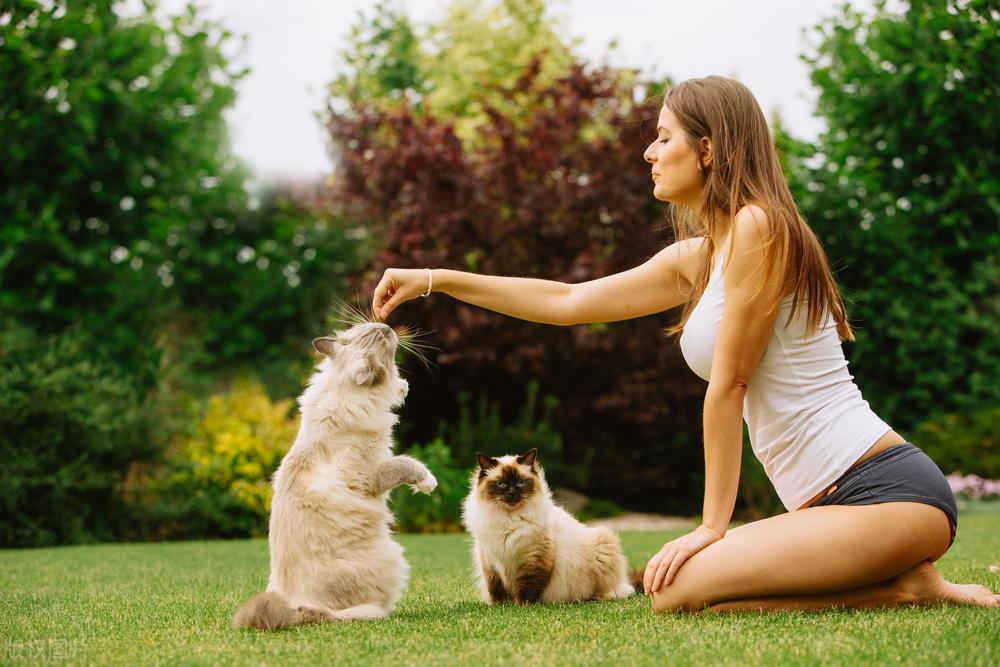 怎么样猫咪才会粘你才会和你亲近，快速让猫信任新主人