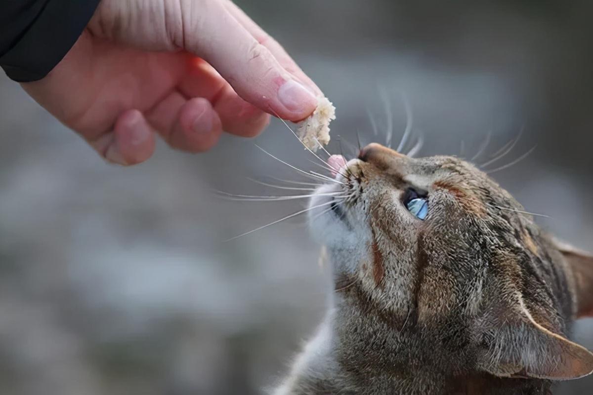 猫咪一直打嗝是吃多了吗怎么办，猫咪经常打嗝，需要做什么？