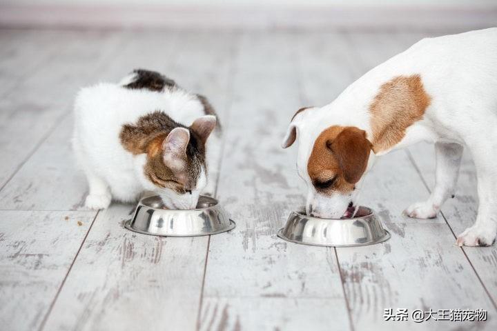 家猫可以吃狗粮吗正确答案，猫偶尔吃狗粮没事吧，猫吃狗粮好不好