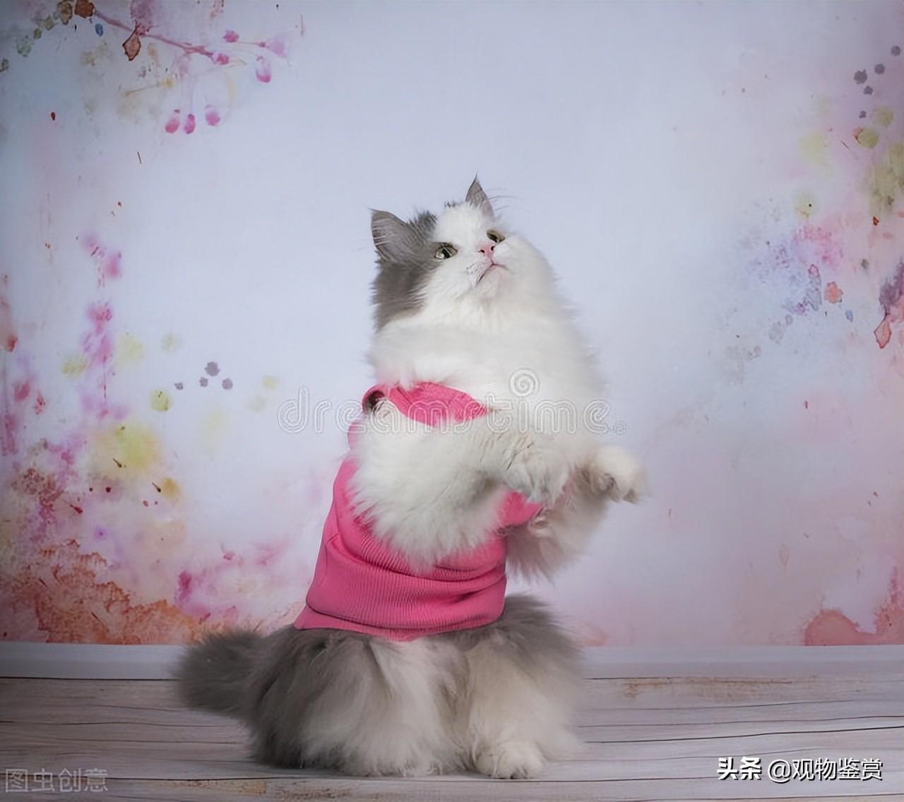 小猫的衣服是怎么做的呢，小猫的衣服的简单做法