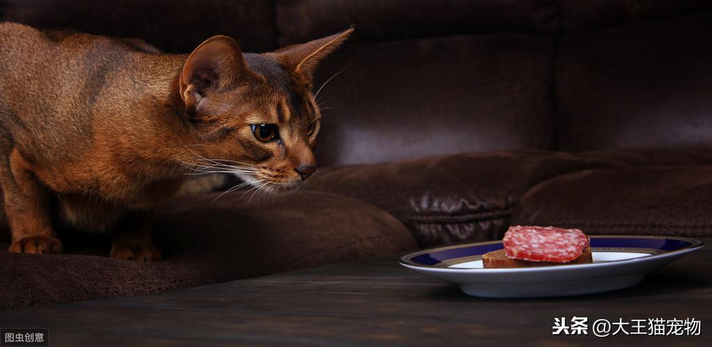 猫咪的锌中毒的原因有哪些，猫咪锌中毒的症状，如何诊断猫咪锌中毒