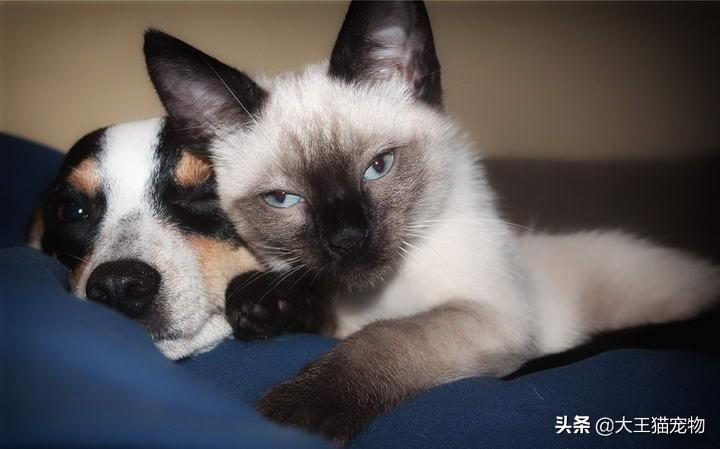 上班族猫咪和狗狗哪一种更好养一点，养猫省钱还是养狗省钱