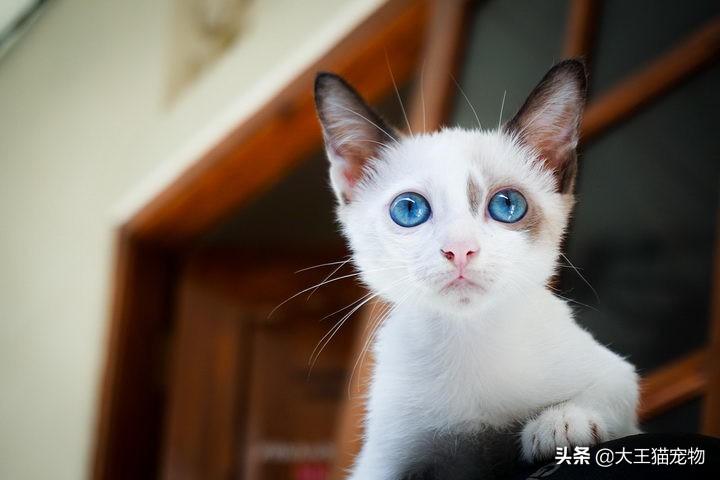 猫晚上能看见鬼吗，猫为什么不怕鬼，猫狗看见鬼是什么反应