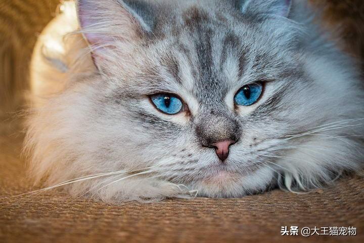 西伯利亚猫怎么养，西伯利亚森林猫好养活吗附9件事养之前一定要知道