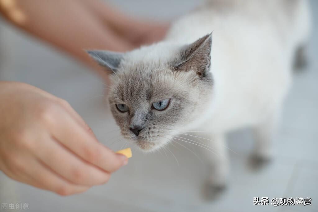 宠物猫冻干零食是怎么做出来的呢，怎样在家自制猫咪冻干