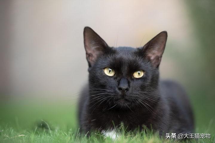 猫咪的皮毛颜色真的可以改变吗知乎，如何让猫咪的毛有光泽