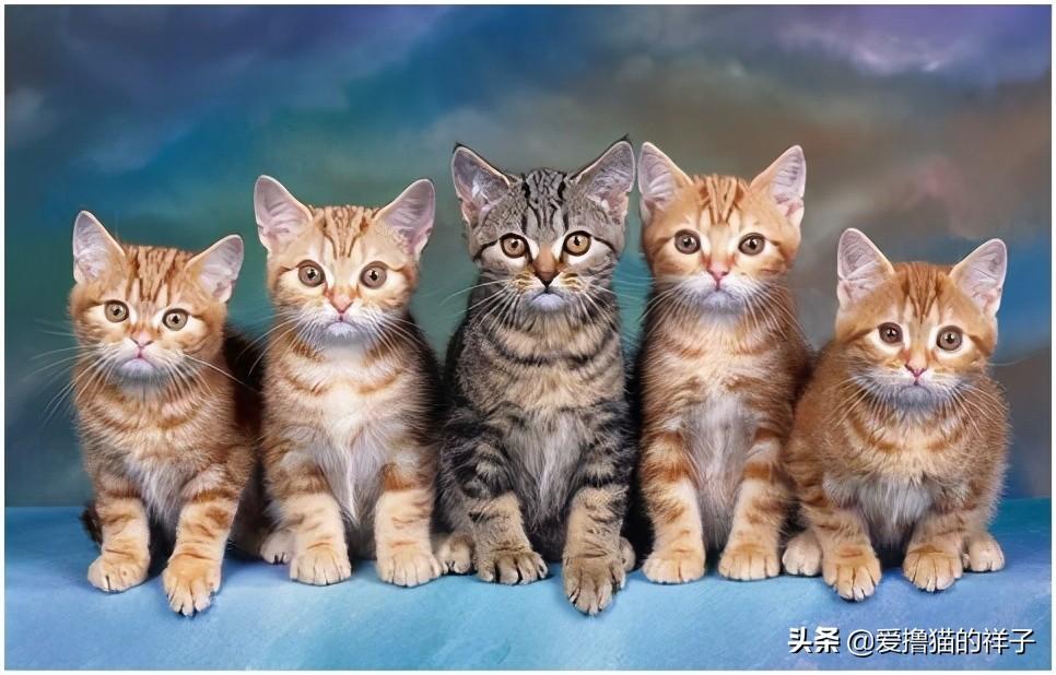 猫粮应该怎么如何选择，什么猫粮比较好，猫粮选购的注意事项