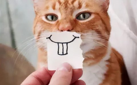 造成猫咪有口臭的五个原因图，幼猫口臭怎么办，猫咪口臭的原因和治疗方法