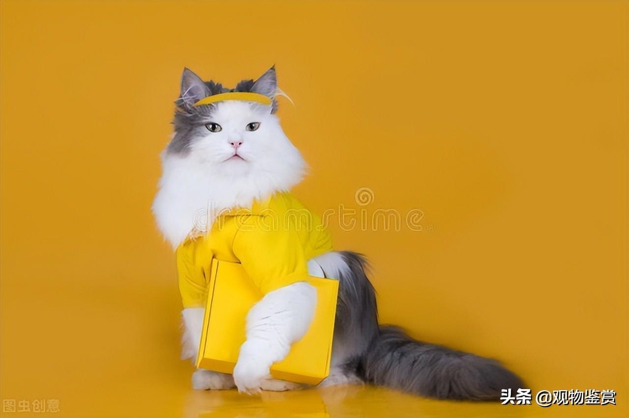 小猫的衣服是怎么做的呢，小猫的衣服的简单做法