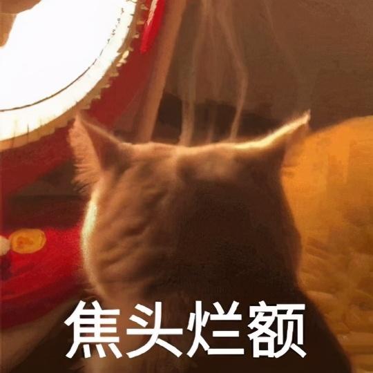 养犬猫真的不能用蚊香吗为什么，蚊香液对猫咪有害吗，猫闻了蚊香怎么解毒