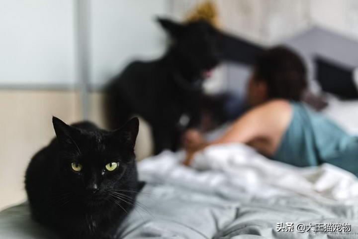 上班族猫咪和狗狗哪一种更好养一点，养猫省钱还是养狗省钱