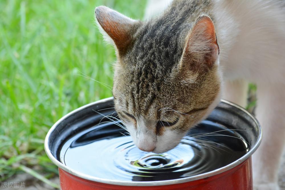 猫咪的鼻子湿了正常吗？通常鼻子变干需要警惕！