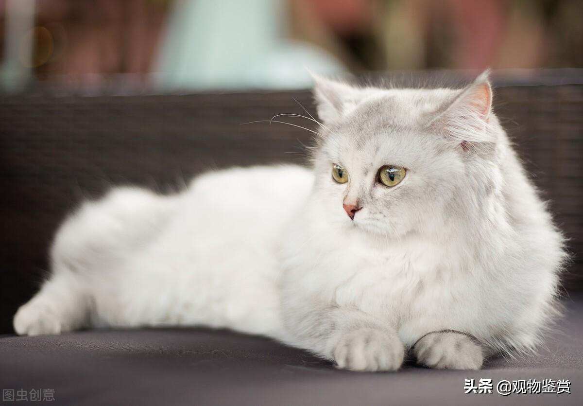 有眼线的猫是什么猫品种图片，猫咪有眼线和没眼线的区别