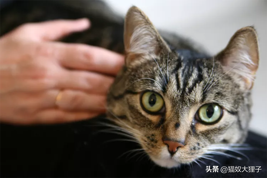 猫为什么爱吃小鱼干的原因，小鱼干怎么晒给猫吃的，猫可以吃腌制的小鱼干吗