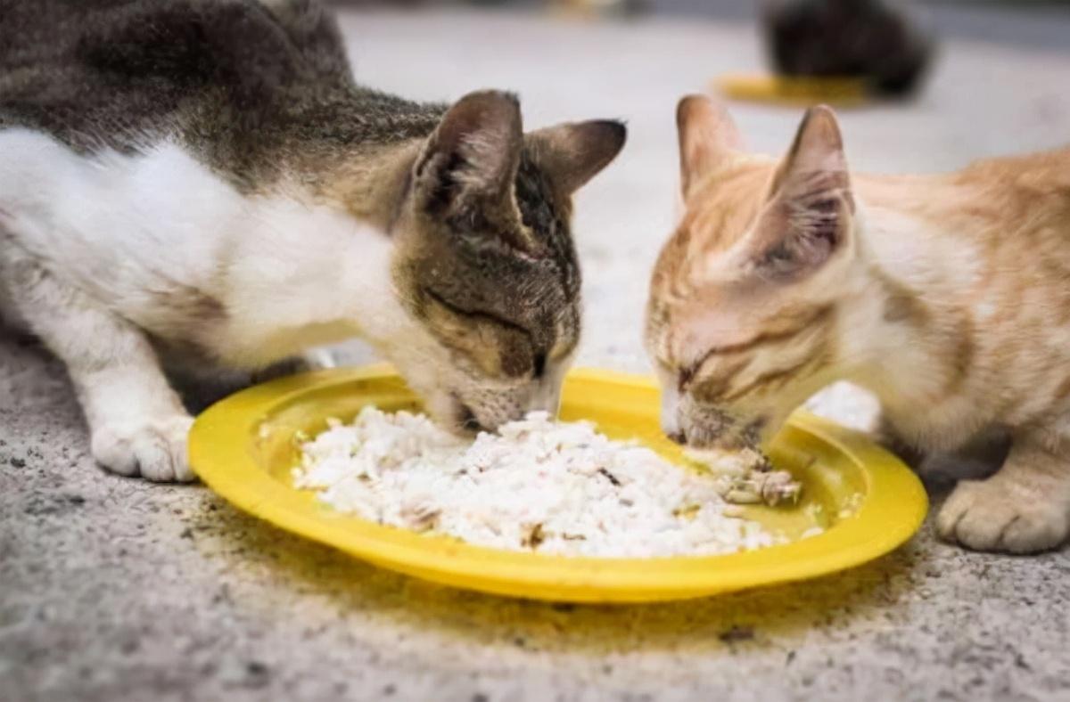 猫咪吃米饭会有什么影响吗图片，猫吃米饭有什么坏处，幼猫可以吃米饭吗