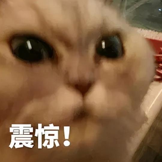 猫传腹如果不治疗会怎么样，猫传腹不治疗多久会死，猫传腹有自愈的可能性吗