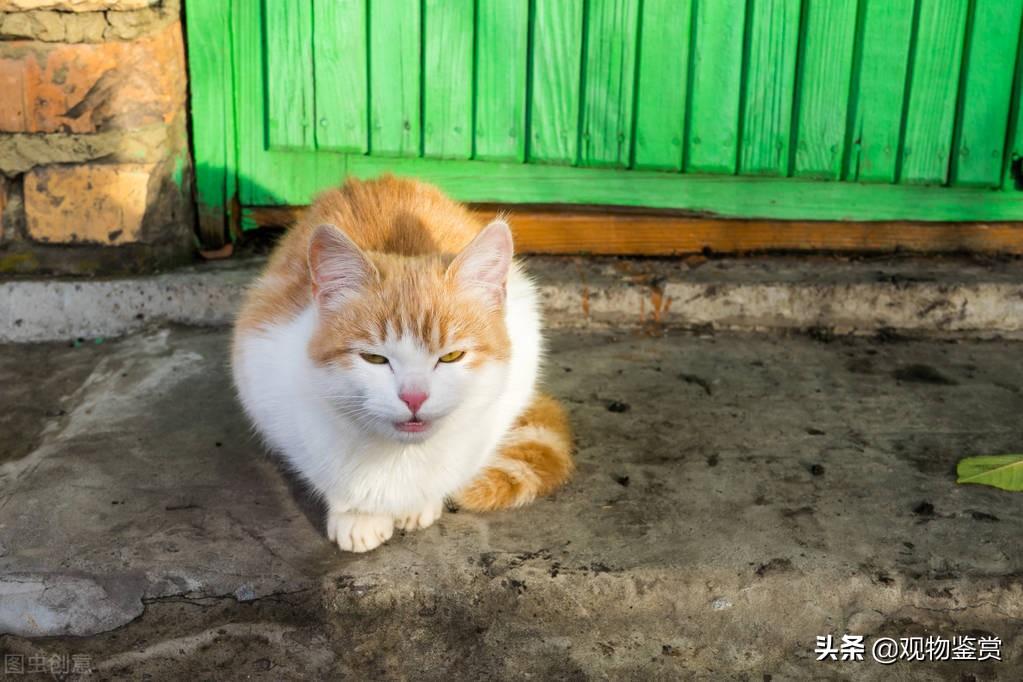 猫被冻死是什么样子的表现，被冻死的猫是什么状态，冬天猫在外面会冻死吗