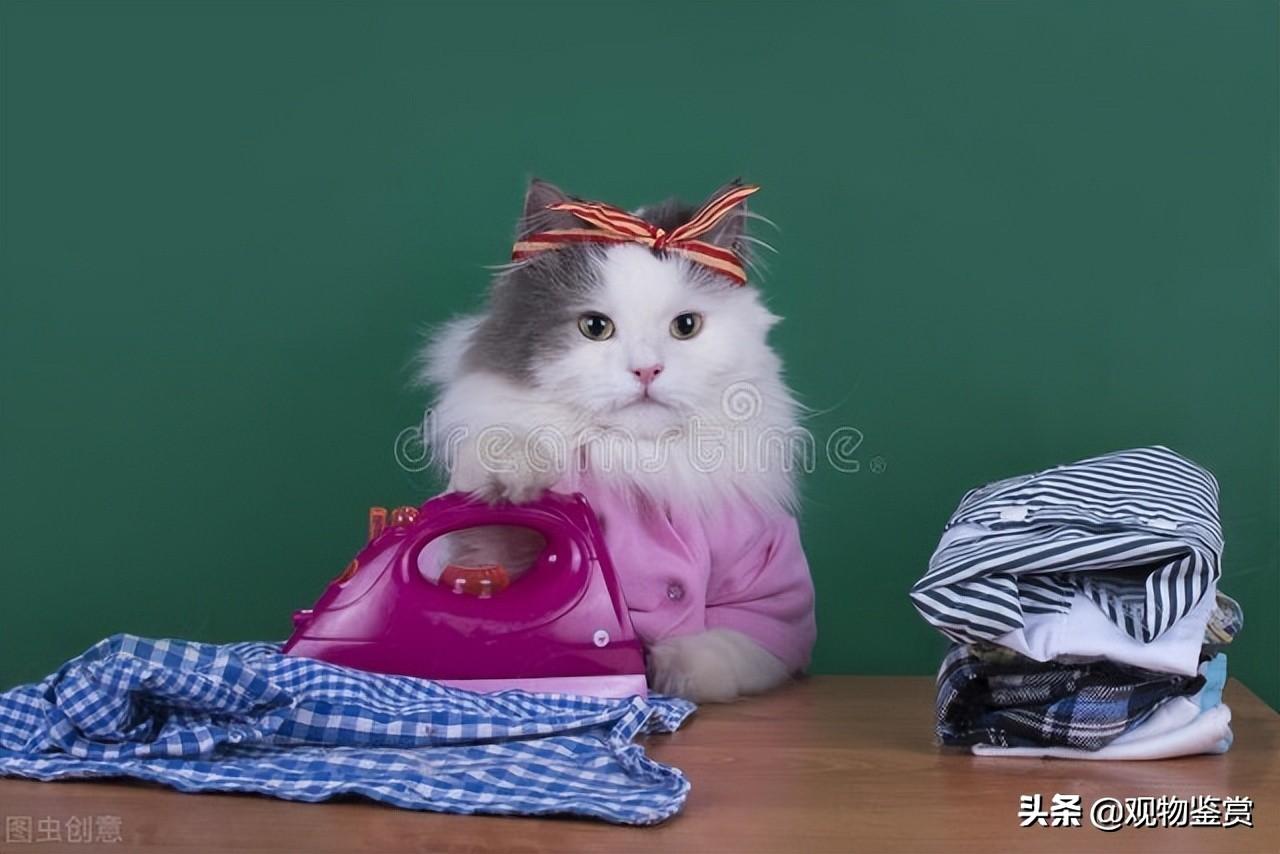 小猫的衣服是怎么做的呢，小猫的衣服的简单做法