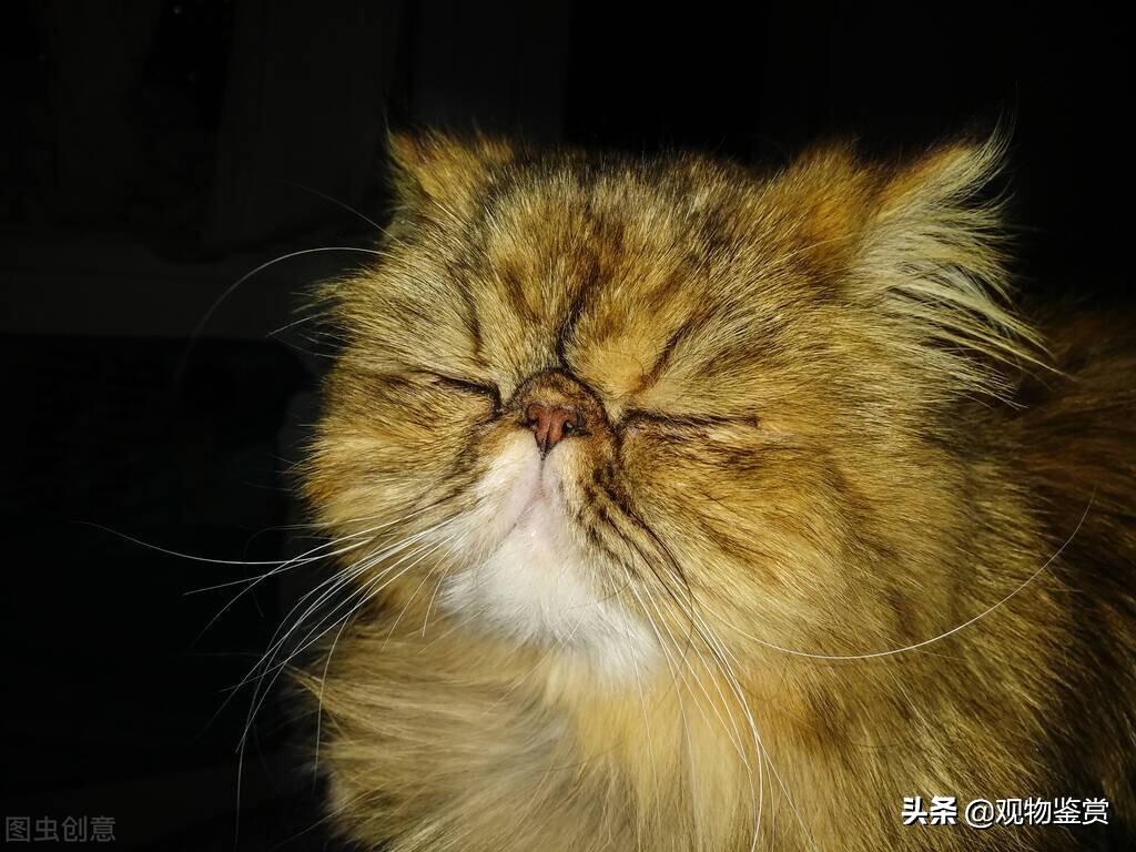 猫咪死了主人很伤心它能感受到吗，猫死后的七天主人要注意什么