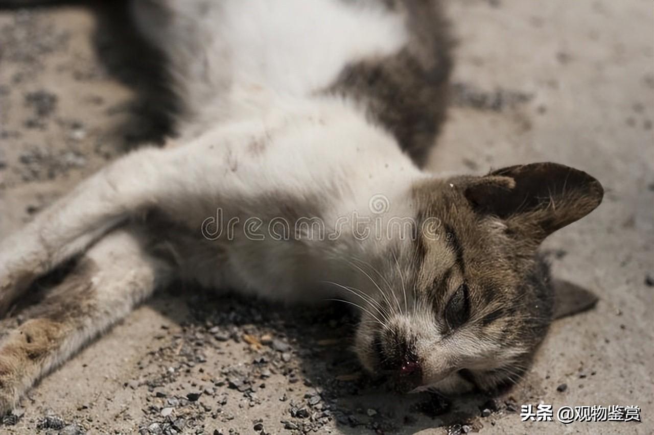 猫咪死了主人很伤心它能感受到吗，猫死后的七天主人要注意什么