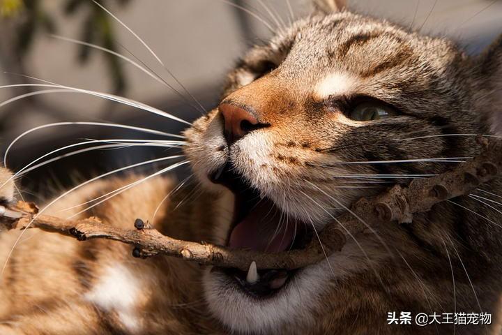 猫养不熟怎么办还咬我，猫养不熟的表现，从小养到大的猫为什么会咬主人