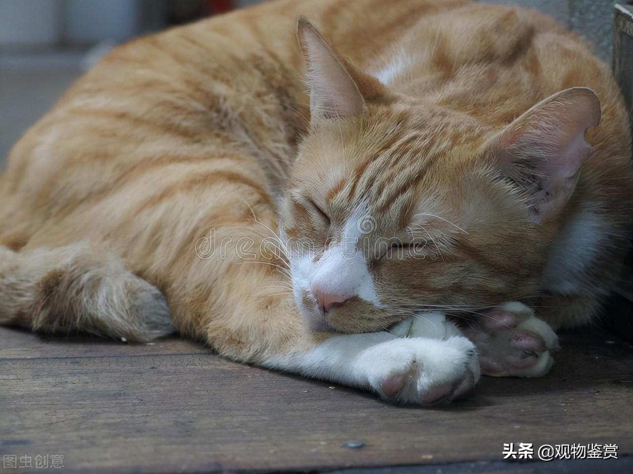 猫咪死了主人很伤心它能感受到吗，猫死后的七天主人要注意什么