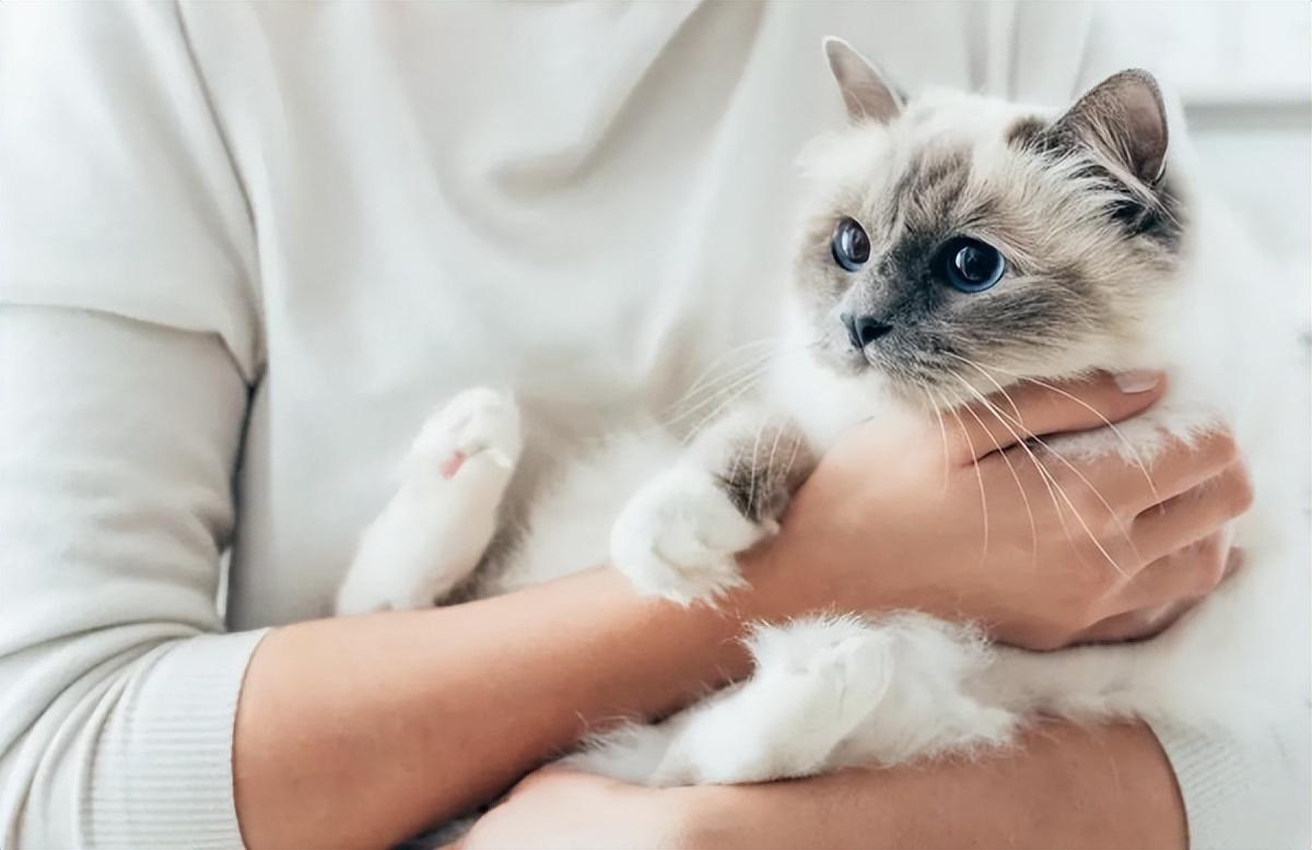 怎样才能让猫更喜欢你，如何小猫喜欢自己，怎样才能让猫咪粘人