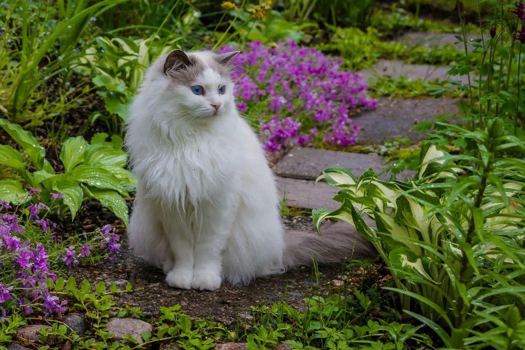 猫猫老流口水的原因，猫一直流口水怎么回事，猫流口水正常吗