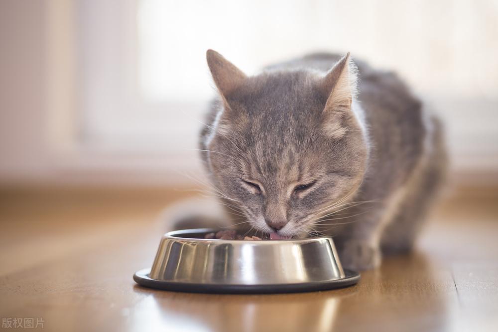 猫咪得了传腹是什么症状，猫咪传腹症状有哪些预兆，猫咪传腹 初期症状