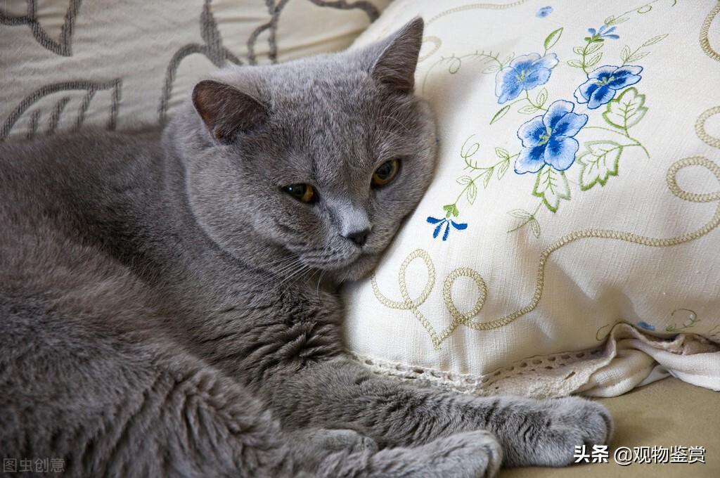 自己在家给猫拆线怎么处理，母猫绝育拆线疼吗，猫咪拆线可以自己拆吗